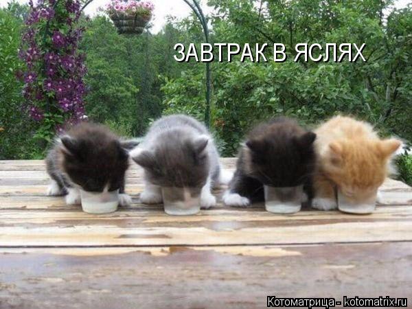 Котоматрица: ЗАВТРАК В ЯСЛЯХ