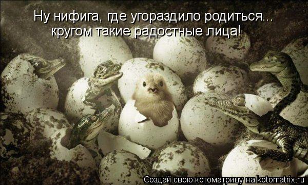 Котоматрица: Ну нифига, где угораздило родиться... кругом такие радостные лица! кругом такие радостные лица!