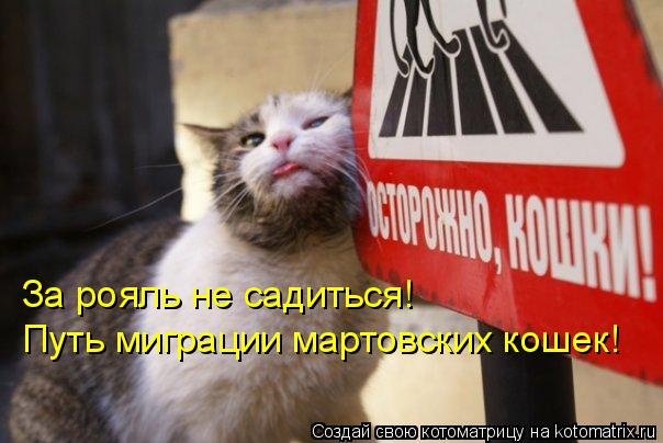 Котоматрица: За рояль не садиться!  Путь миграции мартовских кошек!