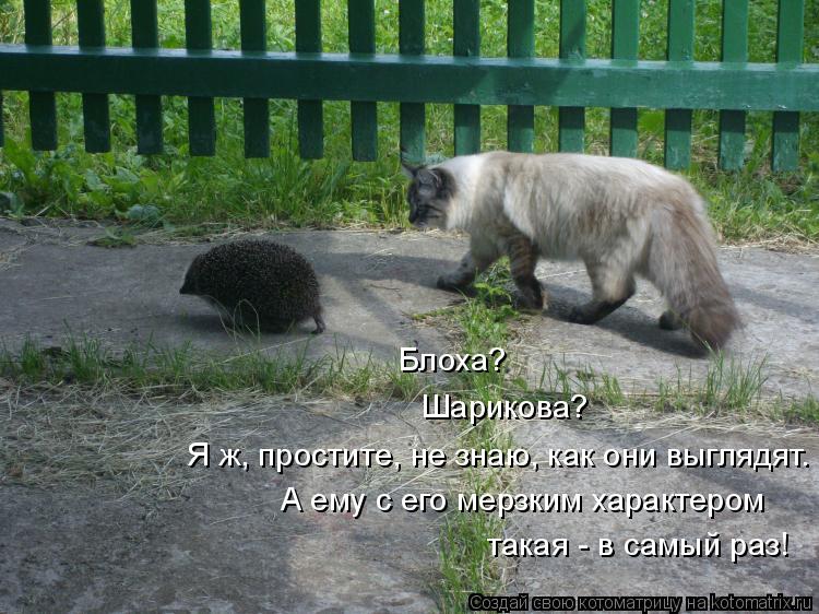 Блоха? Шарикова? Я ж, простите, не знаю, как они выглядят. А ему с его мерзким характером такая - в ... Котоматрица: Блоха? Шарикова? Я ж, простите, не знаю, как они выглядят. А ему с его мерзким характером такая - в самый раз!