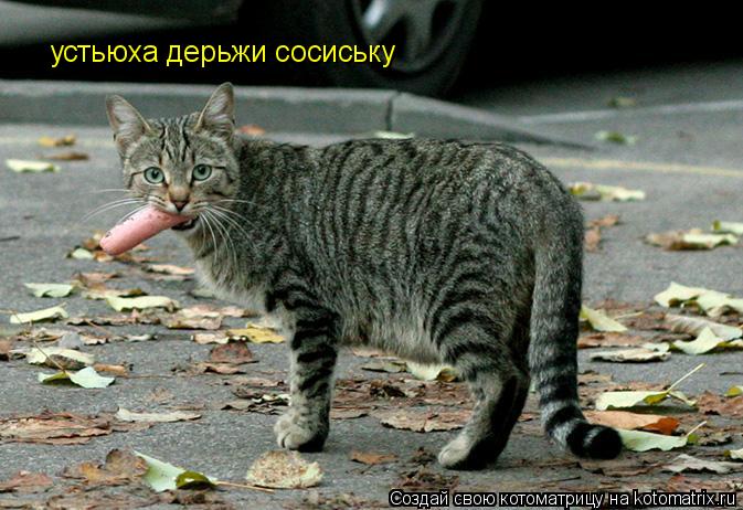 устьюха дерьжи сосиську... Котоматрица: устьюха дерьжи сосиську