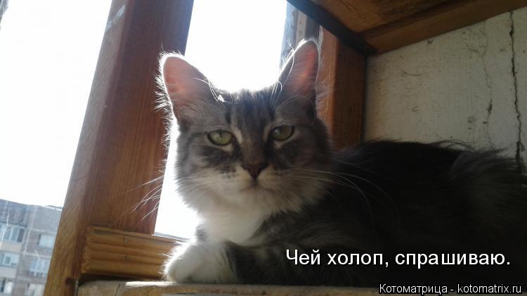 Чей холоп, спрашиваю.... Котоматрица: Чей холоп, спрашиваю.