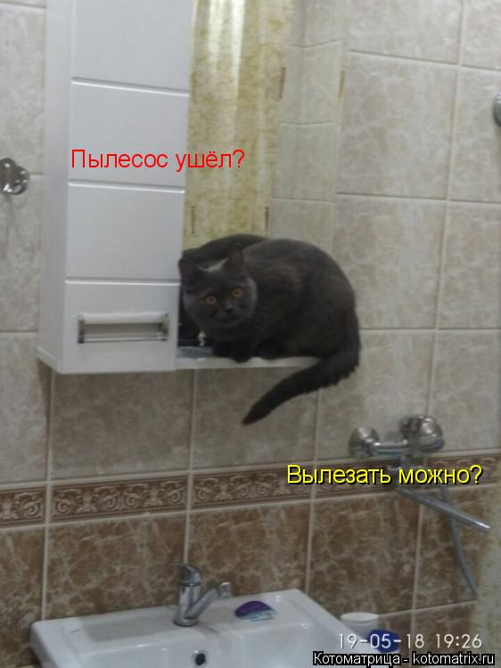 Пылесос ушёл? Пылесос ушёл? Вылезать можно?... Котоматрица: Пылесос ушёл? Пылесос ушёл? Вылезать можно?