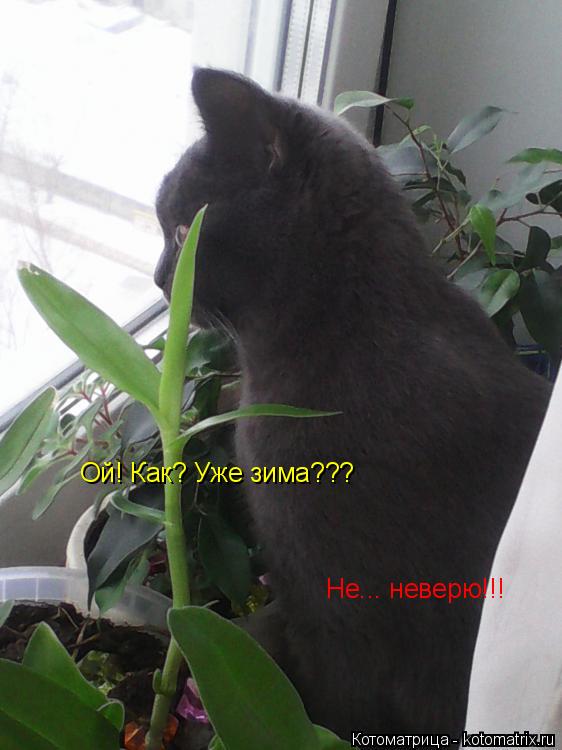 Ой! Как? Уже зима??? Не... неверю!!!... Котоматрица: Ой! Как? Уже зима??? Не... неверю!!!