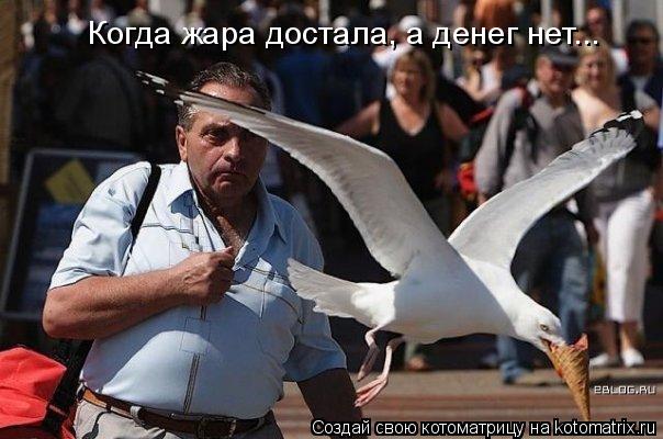 Когда жара достала, а денег нет...... Котоматрица: Когда жара достала, а денег нет...