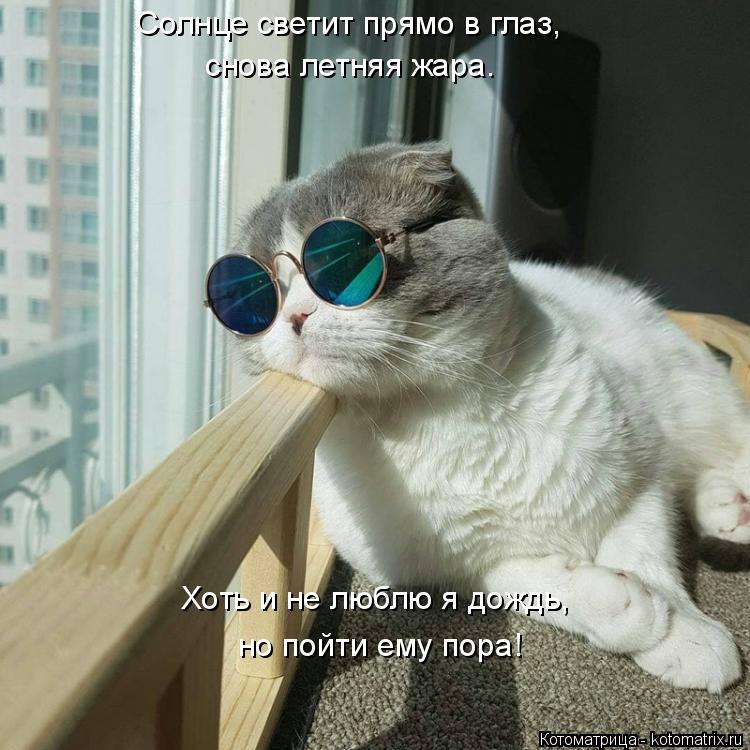 Солнце светит прямо в глаз, снова летняя жара. Хоть и не люблю я дождь, но пойти ему пора!... Котоматрица: Солнце светит прямо в глаз, снова летняя жара. Хоть и не люблю я дождь, но пойти ему пора!