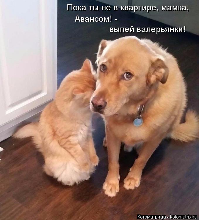 Пока ты не в квартире, мамка, Авансом! - выпей валерьянки!... Котоматрица: Пока ты не в квартире, мамка, Авансом! - выпей валерьянки!