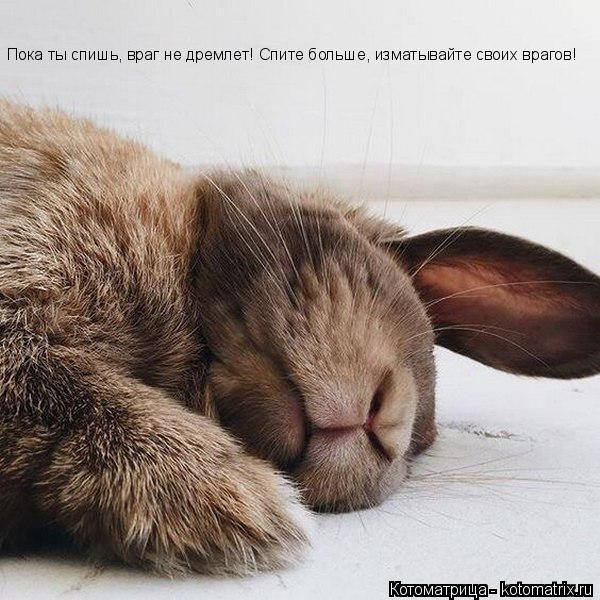 Пока ты спишь, враг не дремлет! Спите больше, изматывайте своих врагов! Пока ты спишь, враг не дремле... Котоматрица: Пока ты спишь, враг не дремлет! Спите больше, изматывайте своих врагов! Пока ты спишь, враг не дремлет! Спите больше, изматывайте своих враго?