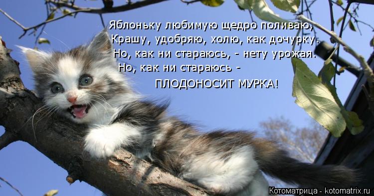Яблоньку любимую щедро поливаю, Крашу, удобряю, холю, как дочурку. Но, как ни стараюсь, - нету урожая... Котоматрица: Яблоньку любимую щедро поливаю, Крашу, удобряю, холю, как дочурку. Но, как ни стараюсь, - нету урожая. Но, как ни стараюсь - ПЛОДОНОСИТ МУРКА!
