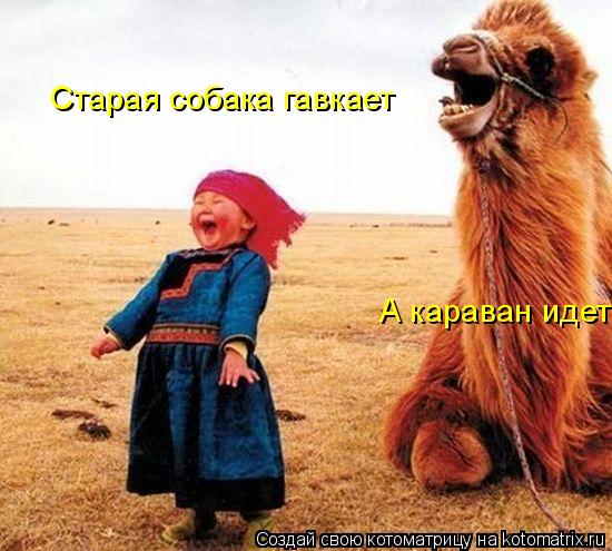 Старая собака гавкает А караван идет... Котоматрица: Старая собака гавкает А караван идет