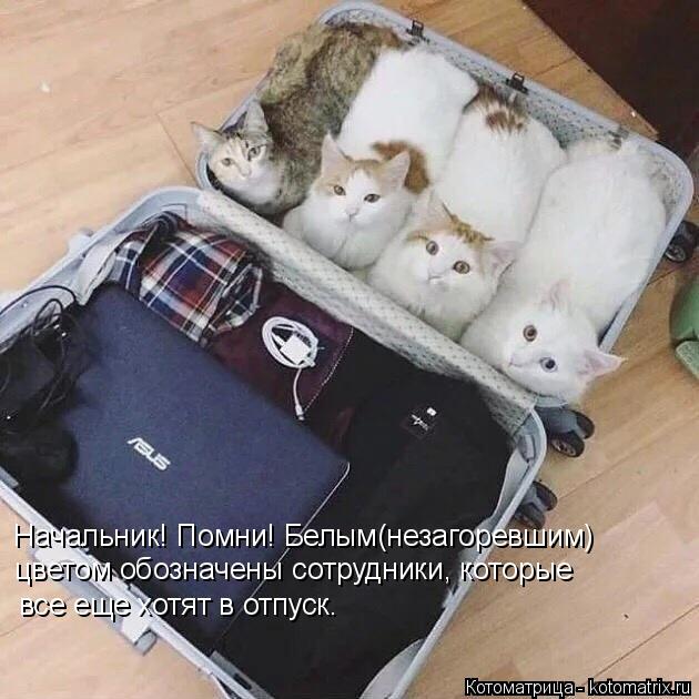 Начальник! Помни! Белым(незагоревшим) цветом обозначены сотрудники, которые все еще хотят в отпуск.... Котоматрица: Начальник! Помни! Белым(незагоревшим) цветом обозначены сотрудники, которые все еще хотят в отпуск.