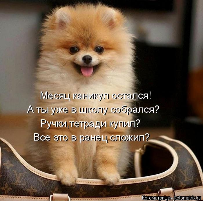 Месяц каникул остался! А ты уже в школу собрался? Ручки,тетради купил? Все это в ранец сложил?... Котоматрица: Месяц каникул остался! А ты уже в школу собрался? Ручки,тетради купил? Все это в ранец сложил?