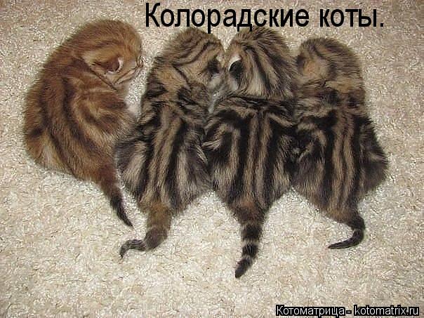 Колорадские коты.... Котоматрица: Колорадские коты.