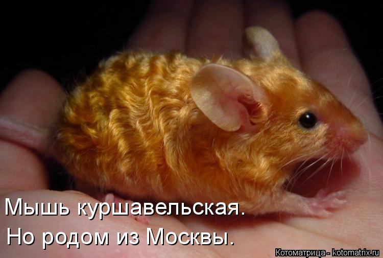 Мышь куршавельская. Но родом из Москвы.... Котоматрица: Мышь куршавельская. Но родом из Москвы.