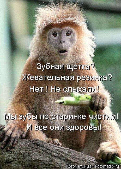 Зубная щетка? Жевательная резинка? Нет ! Не слыхали! Мы зубы по старинке чистим! И все они здоровы!... Котоматрица: Зубная щетка? Жевательная резинка? Нет ! Не слыхали! Мы зубы по старинке чистим! И все они здоровы!