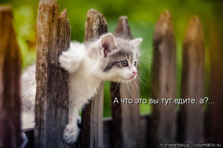 А что А что это вы тут едите, а?...... Котоматрица: А что А что это вы тут едите, а?...