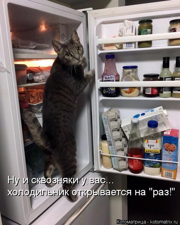 Котоматрица: Ну и сквозняки у вас... холодильник открывается на "раз!"