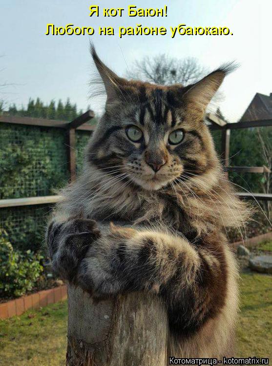 Я кот Баюн! Любого на районе убаюкаю.... Котоматрица: Я кот Баюн! Любого на районе убаюкаю.