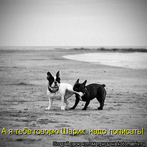А я тебе говорю Шарик, надо пописать!... Котоматрица: А я тебе говорю Шарик, надо пописать!
