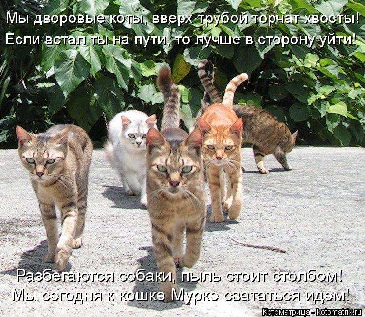 Котоматрица: Мы сегодня к кошке Мурке свататься идем! Разбегаются собаки, пыль стоит столбом! Мы дворовые коты, вверх трубой торчат хвосты! Если встал ты 