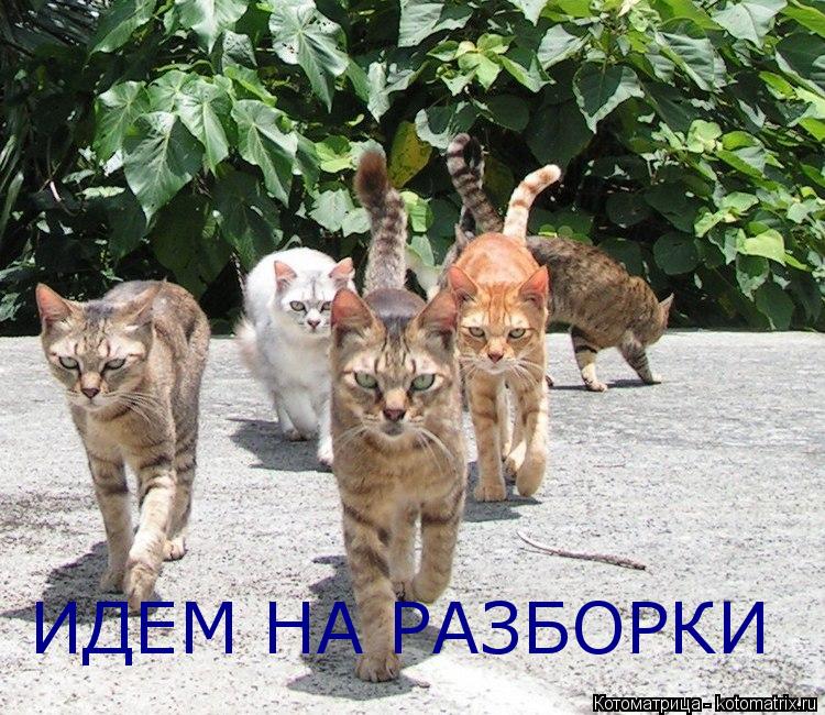 Котоматрица: ИДЕМ НА РАЗБОРКИ