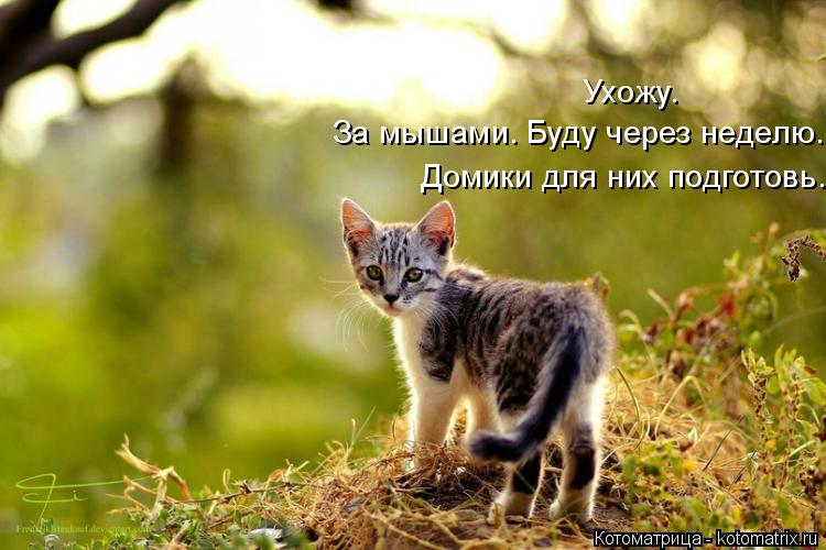 Котоматрица: Ухожу.  За мышами. Буду через неделю. Домики для них подготовь.