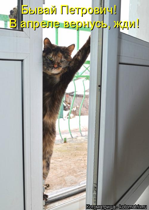 Котоматрица: В апреле вернусь, жди! Бывай Петрович!