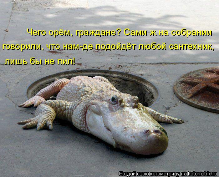 Котоматрица: Чего орём, граждане? Сами ж на собрании говорили, что нам-де подойдёт любой сантехник, лишь бы не пил!