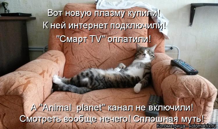 Котоматрица: Вот новую плазму купили! "Смарт TV" оплатили! Смотреть вообще нечего! Сплошная муть! К ней интернет подключили! А "Animal  planet" канал не включили!