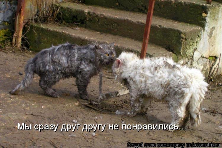 Мы сразу друг другу не понравились...... Котоматрица: Мы сразу друг другу не понравились...