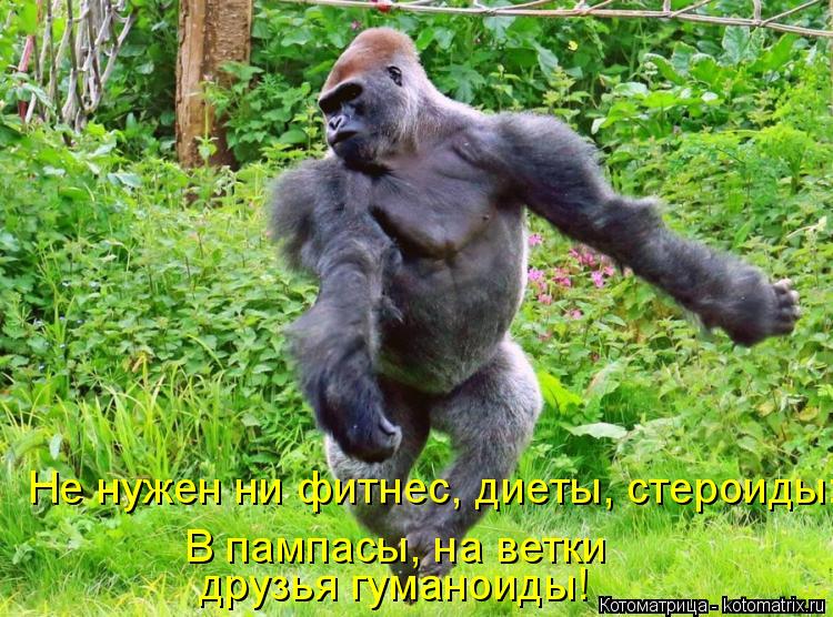 Не нужен ни фитнес, диеты, стероиды: друзья гуманоиды! В пампасы, на ветки... Котоматрица: Не нужен ни фитнес, диеты, стероиды: друзья гуманоиды! В пампасы, на ветки