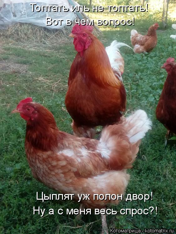 Топтать иль не топтать! Вот в чем вопрос! Цыплят уж полон двор! Ну а с меня весь спрос?!... Котоматрица: Топтать иль не топтать! Вот в чем вопрос! Цыплят уж полон двор! Ну а с меня весь спрос?!