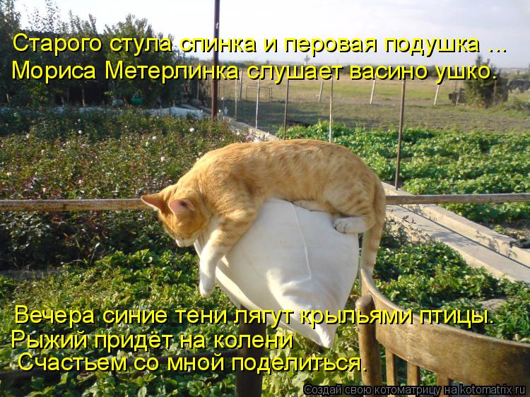 Старого стула спинка и перовая подушка ... Мориса Метерлинка слушает васино ушко. Вечера синие тени л... Котоматрица: Старого стула спинка и перовая подушка ... Мориса Метерлинка слушает васино ушко. Вечера синие тени лягут крыльями птицы. Рыжий придёт на ко?