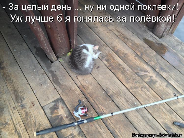 - За целый день ... ну ни одной поклёвки! Уж лучше б я гонялась за полёвкой!... Котоматрица: - За целый день ... ну ни одной поклёвки! Уж лучше б я гонялась за полёвкой!