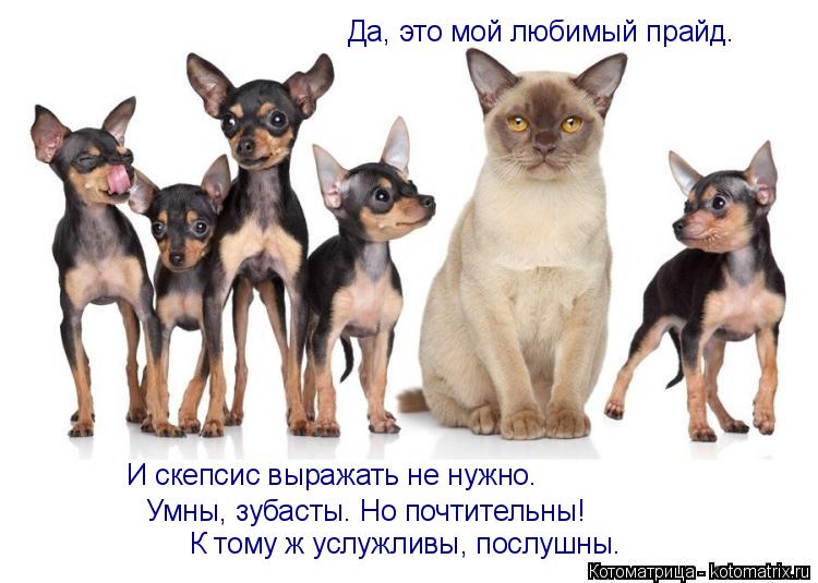 Да, это мой любимый прайд. И скепсис выражать не нужно. Умны, зубасты. Но почтительны! К тому ж услуж... Котоматрица: Да, это мой любимый прайд. И скепсис выражать не нужно. Умны, зубасты. Но почтительны! К тому ж услужливы, послушны.