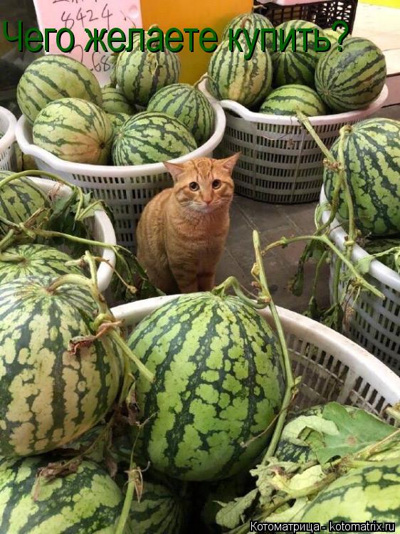 Чего желаете купить?... Котоматрица: Чего желаете купить?