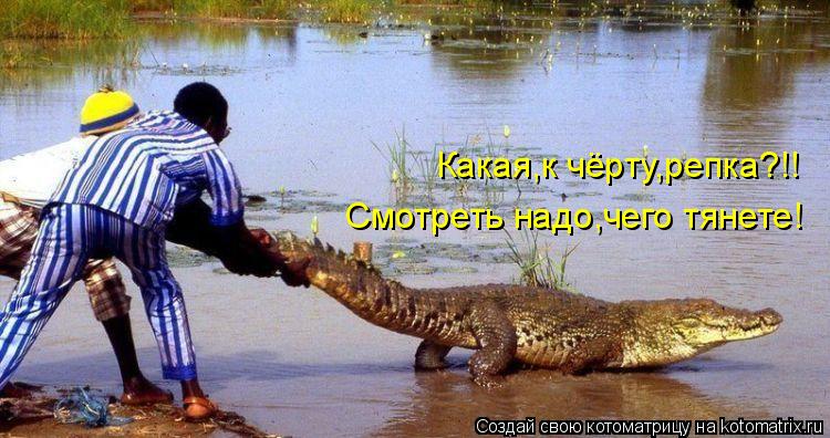 Какая,к чёрту,репка?!! Смотреть надо,чего тянете!... Котоматрица: Какая,к чёрту,репка?!! Смотреть надо,чего тянете!