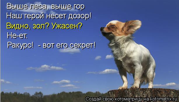 Котоматрица: Выше леса, выше гор Наш герой несет дозор! Видно, зол? Ужасен? Не-ет.  Ракурс!  - вот его секрет!