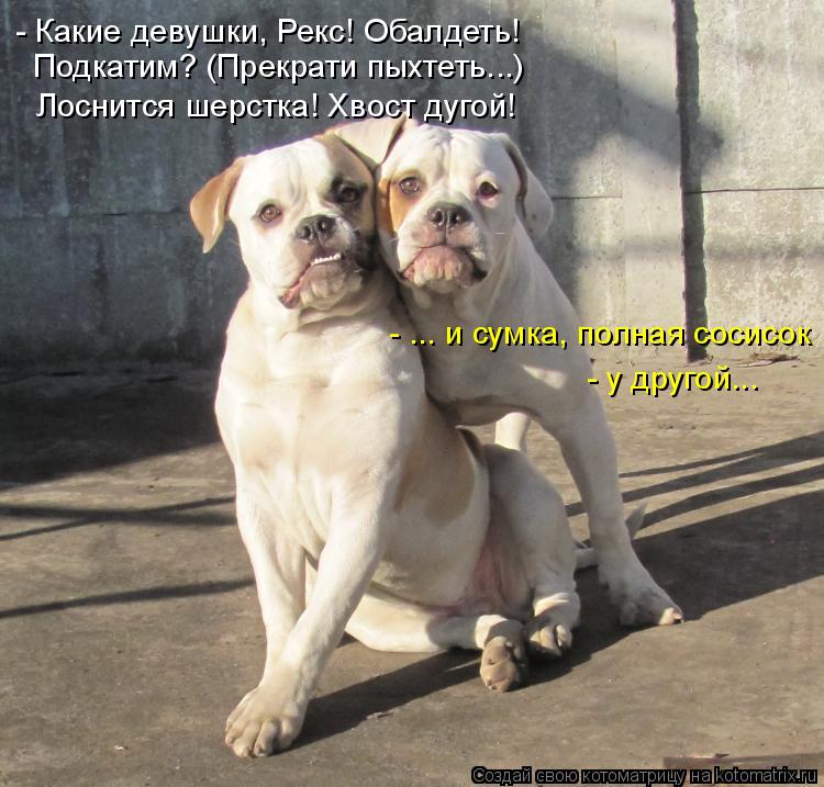 Котоматрица: - ... и сумка, полная сосисок  - у другой... - Какие девушки, Рекс! Обалдеть! Подкатим? (Прекрати пыхтеть...) Лоснится шерстка! Хвост дугой!