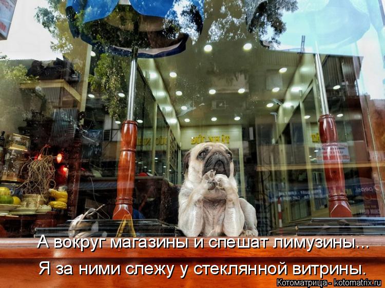 А вокруг магазины и спешат лимузины... Я за ними слежу у стеклянной витрины.... Котоматрица: А вокруг магазины и спешат лимузины... Я за ними слежу у стеклянной витрины.
