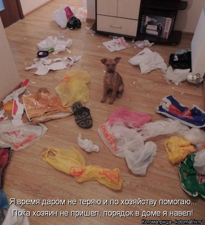 Котоматрица: Пока хозяин не пришел, порядок в доме я навел! Я время даром не теряю и по хозяйству помогаю...