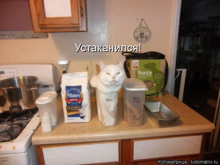 Устаканился!... Котоматрица: Устаканился!