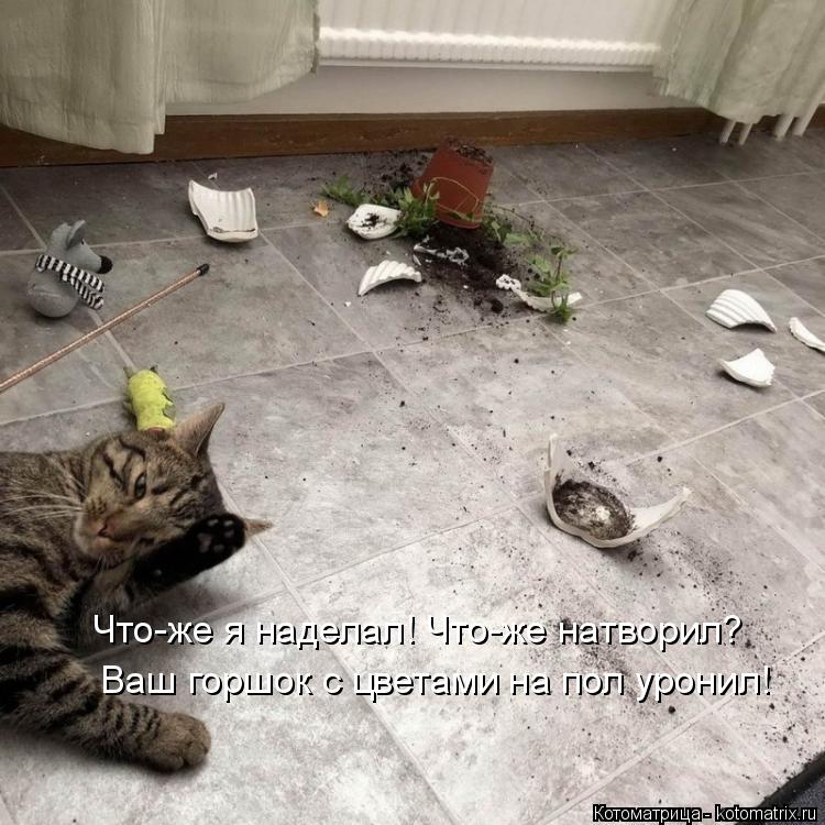 Что-же я наделал! Что-же натворил? Ваш горшок с цветами на пол уронил!... Котоматрица: Что-же я наделал! Что-же натворил? Ваш горшок с цветами на пол уронил!