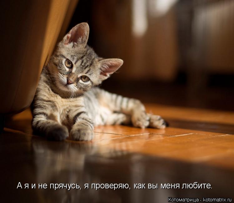 Котоматрица: А я и не прячусь, я проверяю, как вы меня любите.