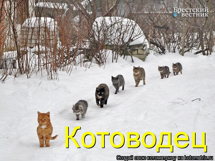 Котоводец... Котоматрица: Котоводец