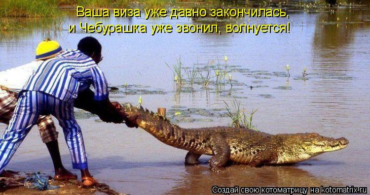 Котоматрица: Ваша виза уже давно закончилась, и Чебурашка уже звонил, волнуется!
