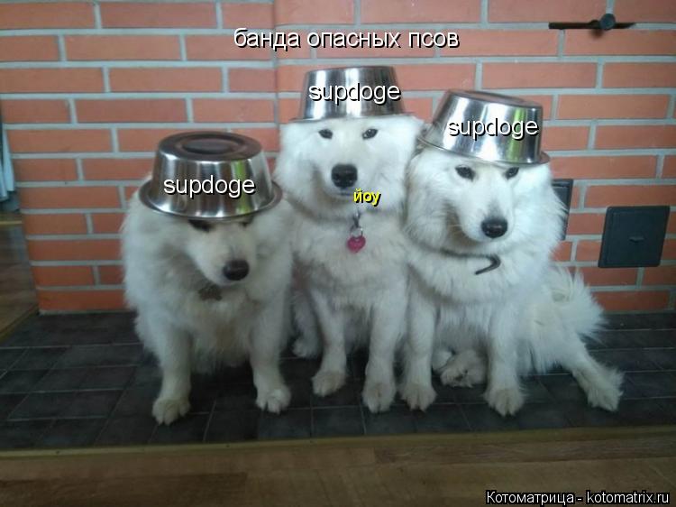 Котоматрица: supdoge supdoge supdoge банда опасных псов йоу