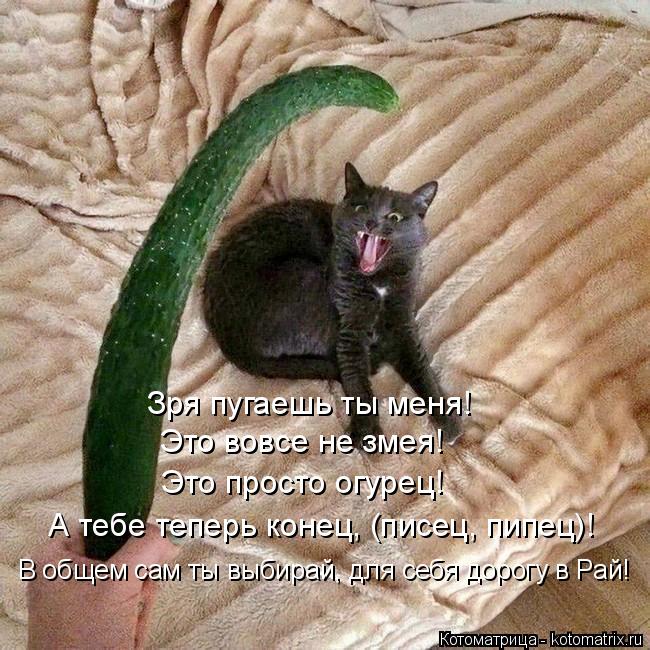Котоматрица: Это вовсе не змея! Это просто огурец! Зря пугаешь ты меня! В общем сам ты выбирай, для себя дорогу в Рай! А тебе теперь конец, (писец, пипец)!