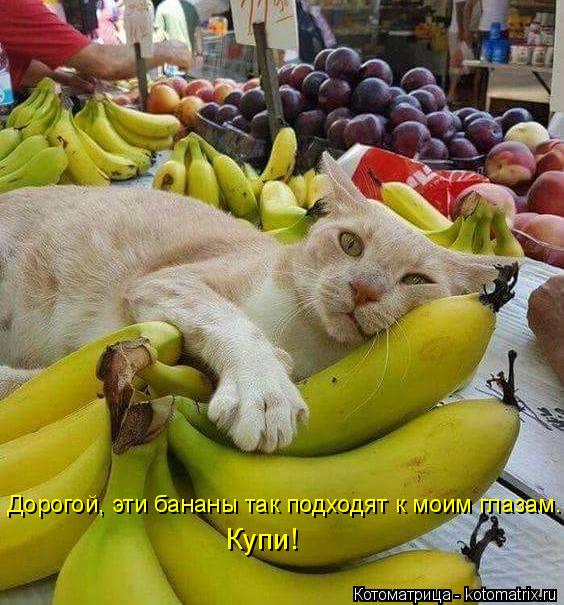 Котоматрица: Дорогой, эти бананы так подходят к моим глазам. Купи!