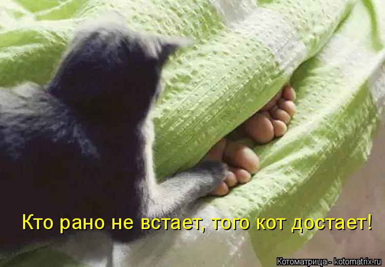 Кто рано не встает, того кот достает!... Котоматрица: Кто рано не встает, того кот достает!